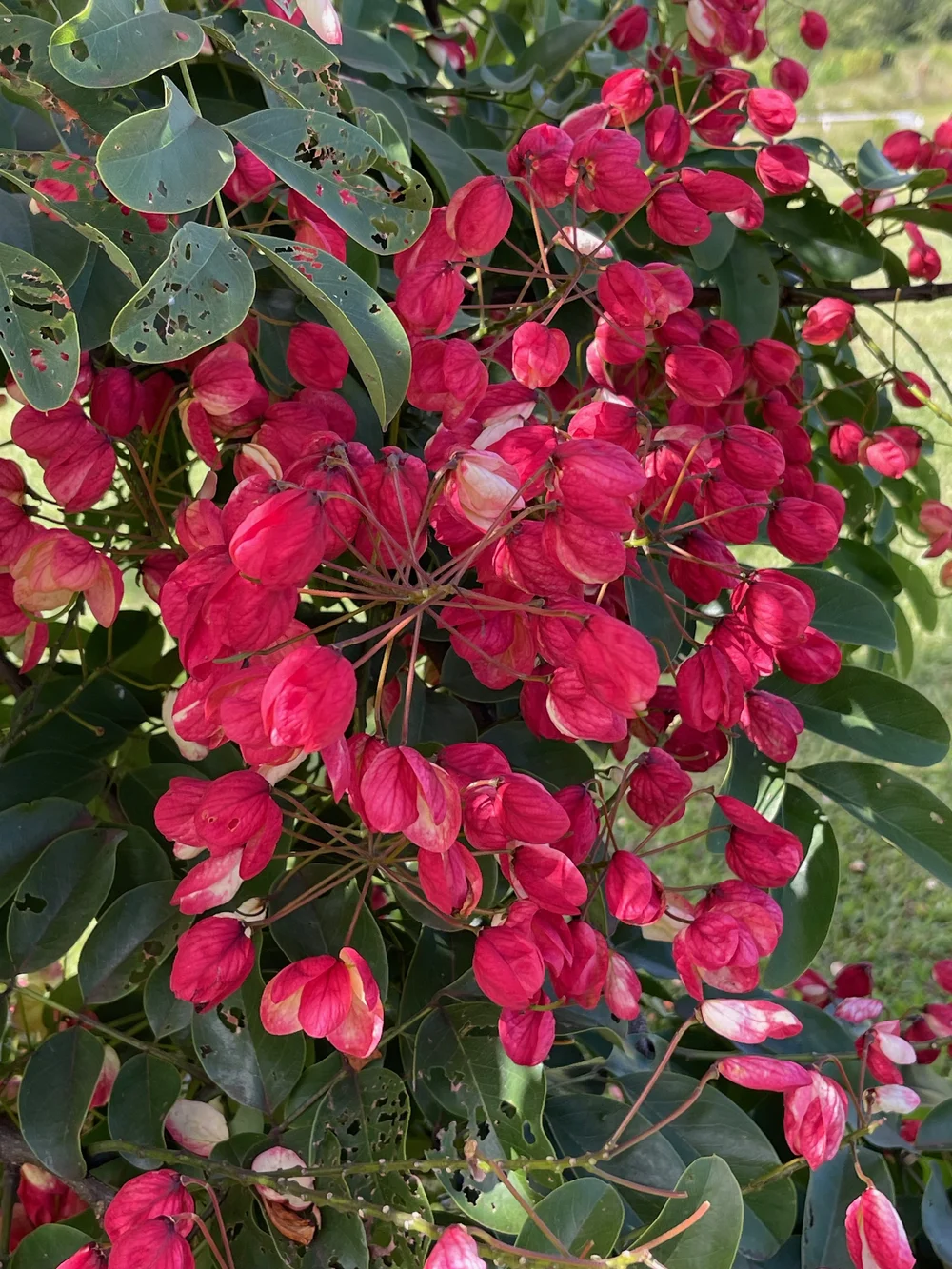 Cassia fistula x javanica x grandis — Vintage Green Farms with Tom
